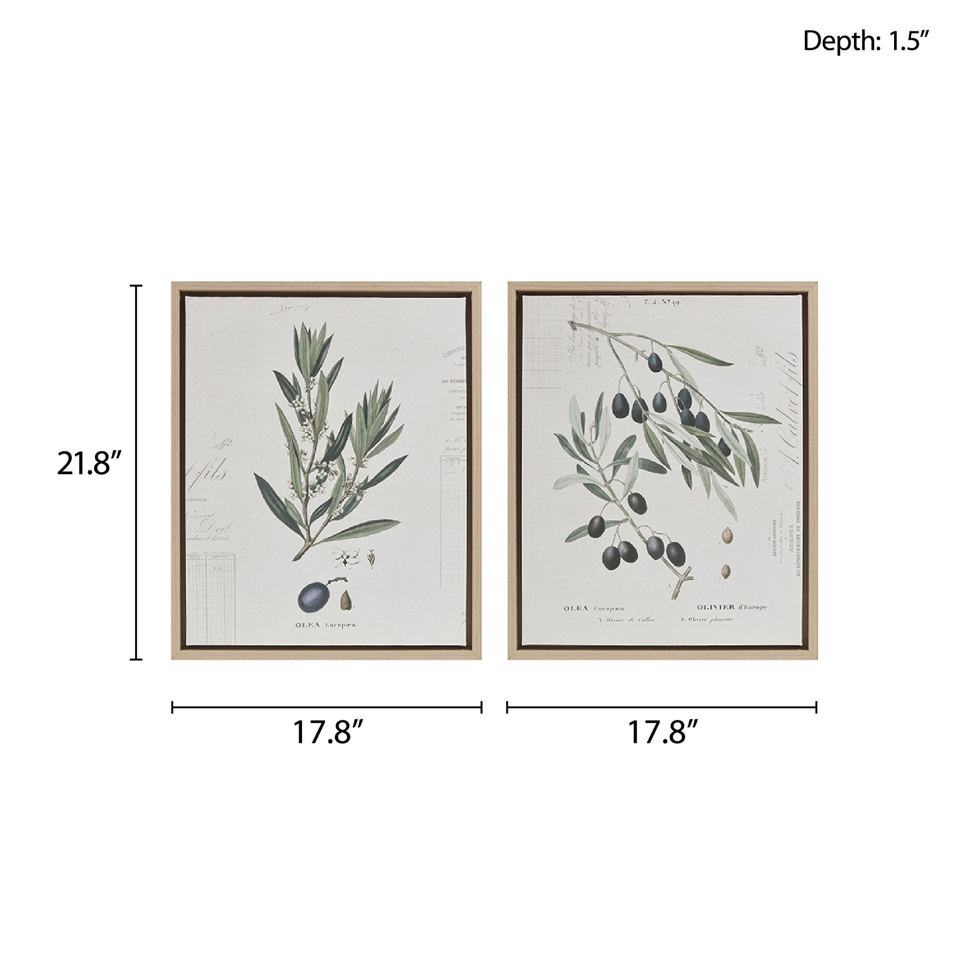 Botanical Illustration 2 piece Framed Canvas Wall Art neutral-wood