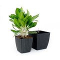 2 Pack Self watering Planter Hand Woven Wicker Thin espresso-plastic+rattan